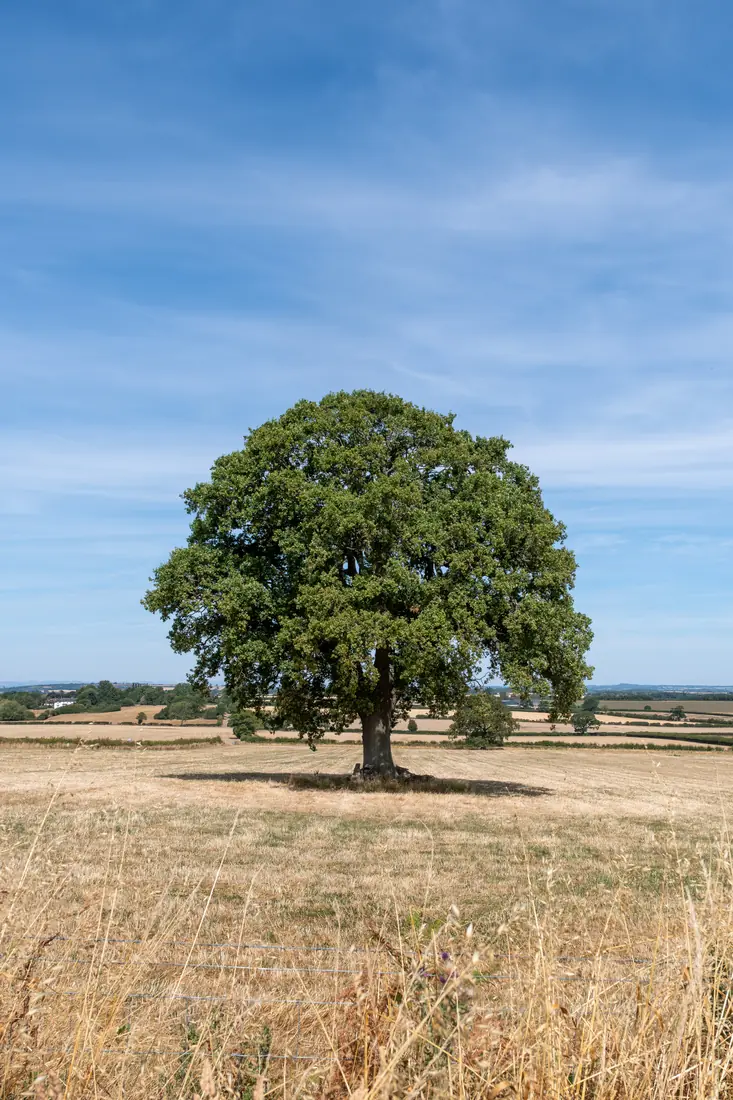 A lone oak tree in a parched summer field