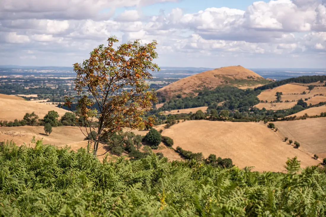 A rowan tree in autumn colour above bracken, with a sunlit hill behind
