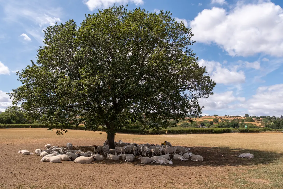 Sheep sheltering from the sun in the shade of a large oak tree